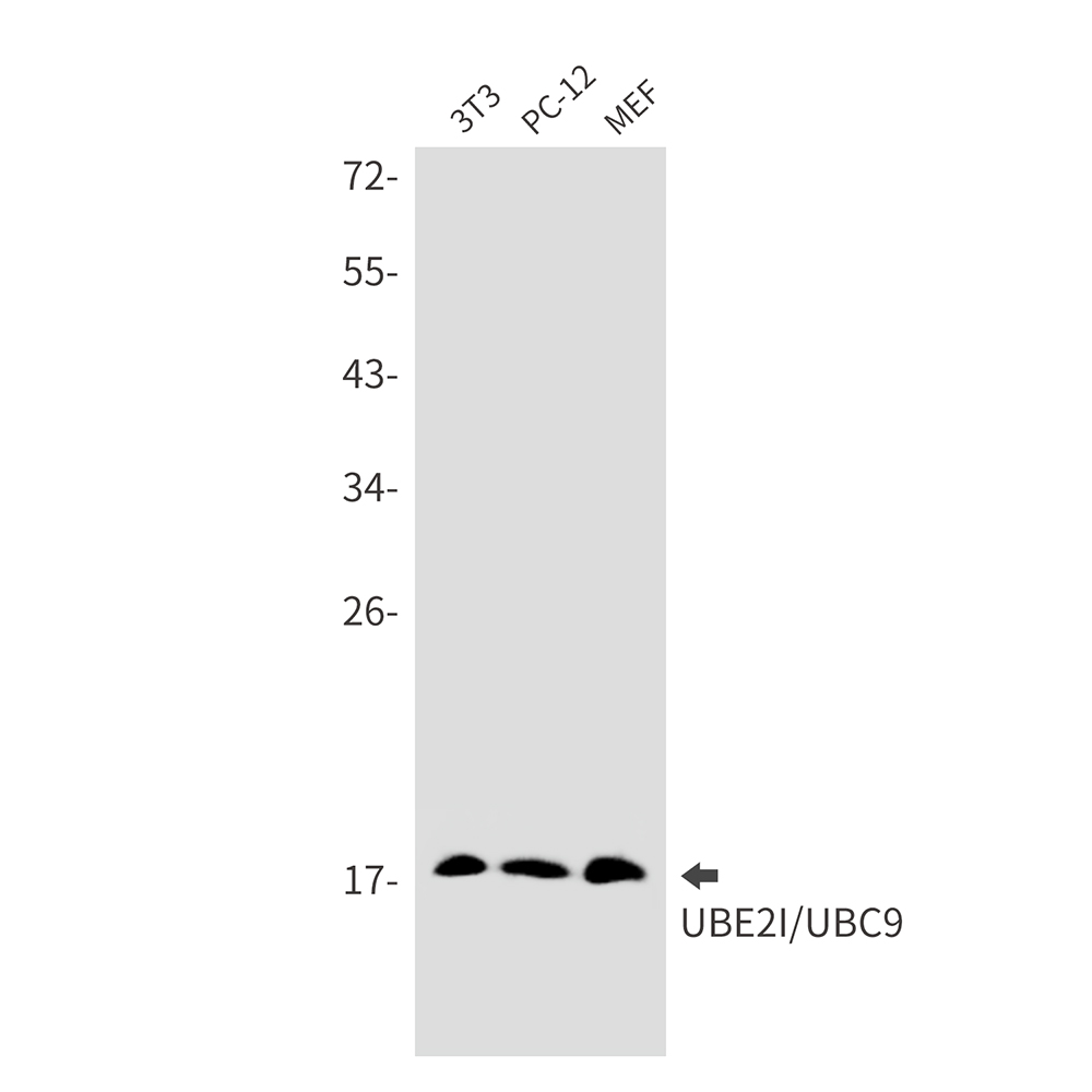 Rabbit Monoclonal Antibody to SUMO Conjugating Enzyme UBC9