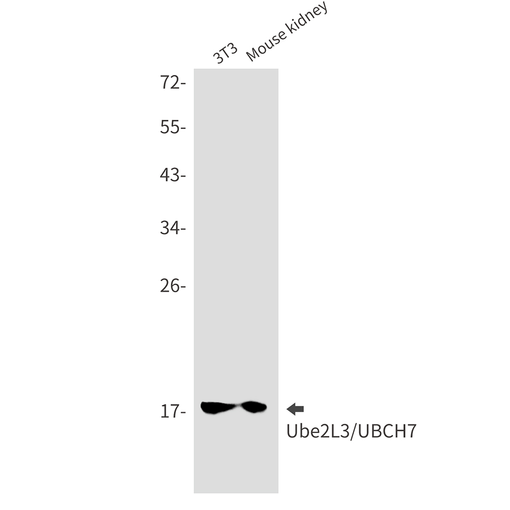 Rabbit Monoclonal Antibody to Ubiquitin Conjugating Enzyme E2 L3