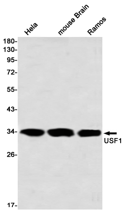 Rabbit Monoclonal Antibody to USF1