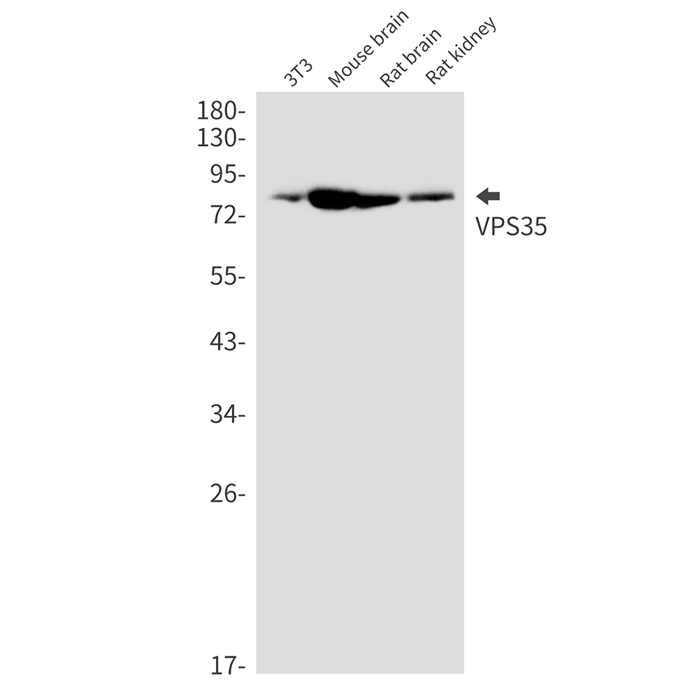 Rabbit Monoclonal Antibody to VPS35