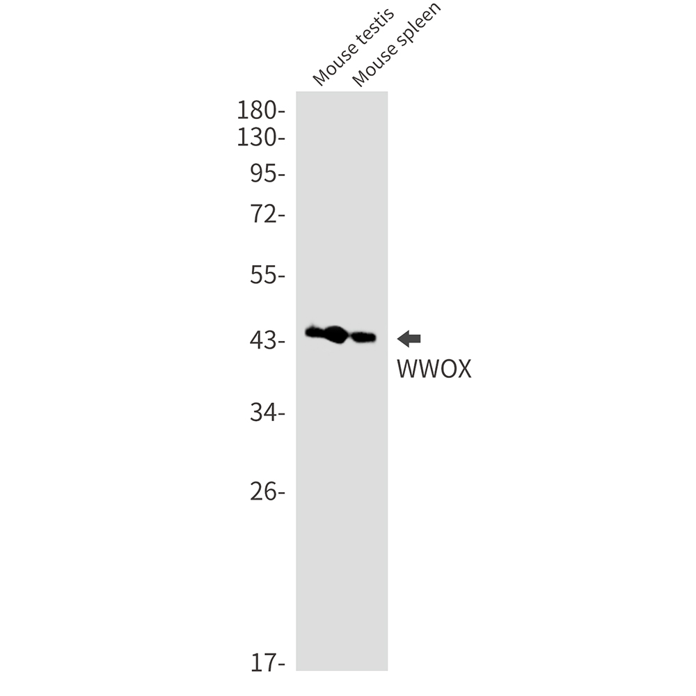 Rabbit Monoclonal Antibody to WWOX