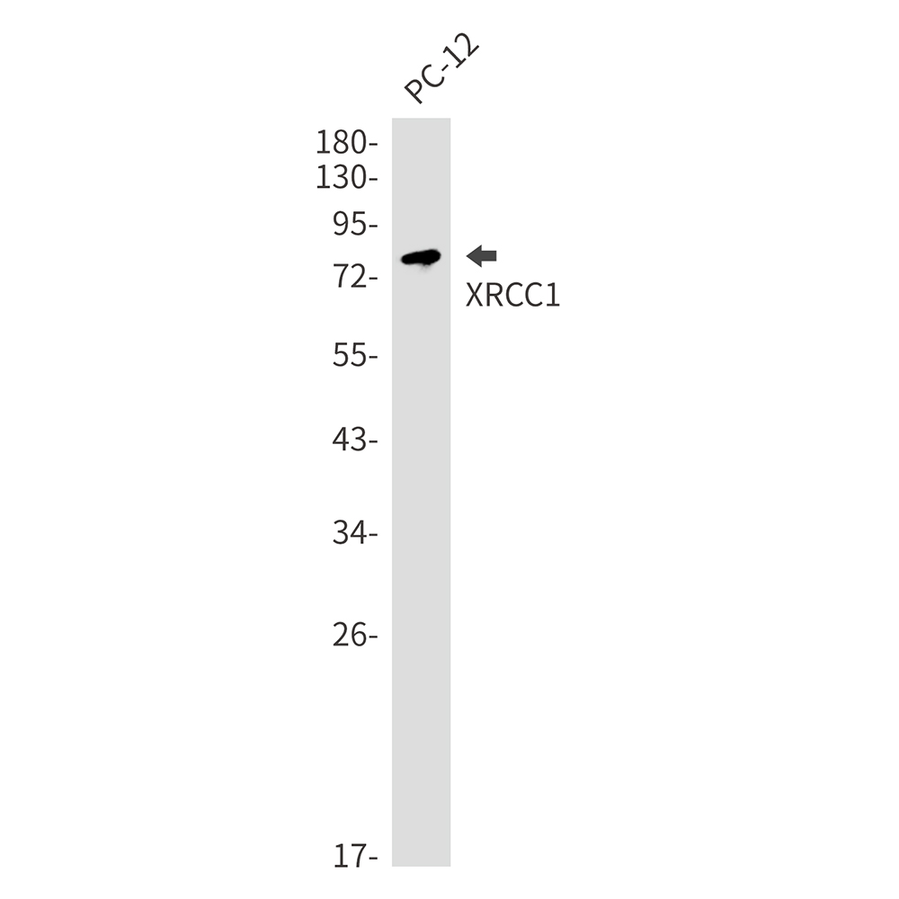 Rabbit Monoclonal Antibody to XRCC1