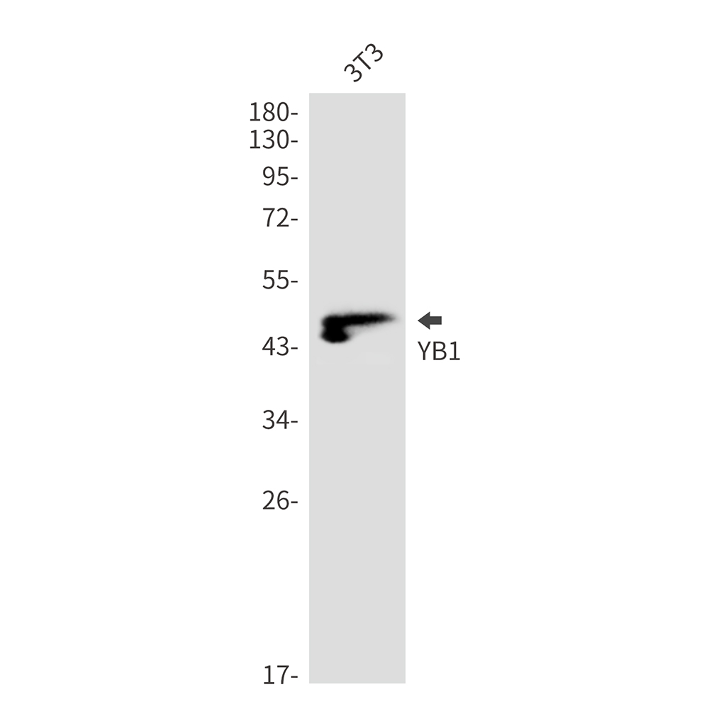 Rabbit Monoclonal Antibody to YB1