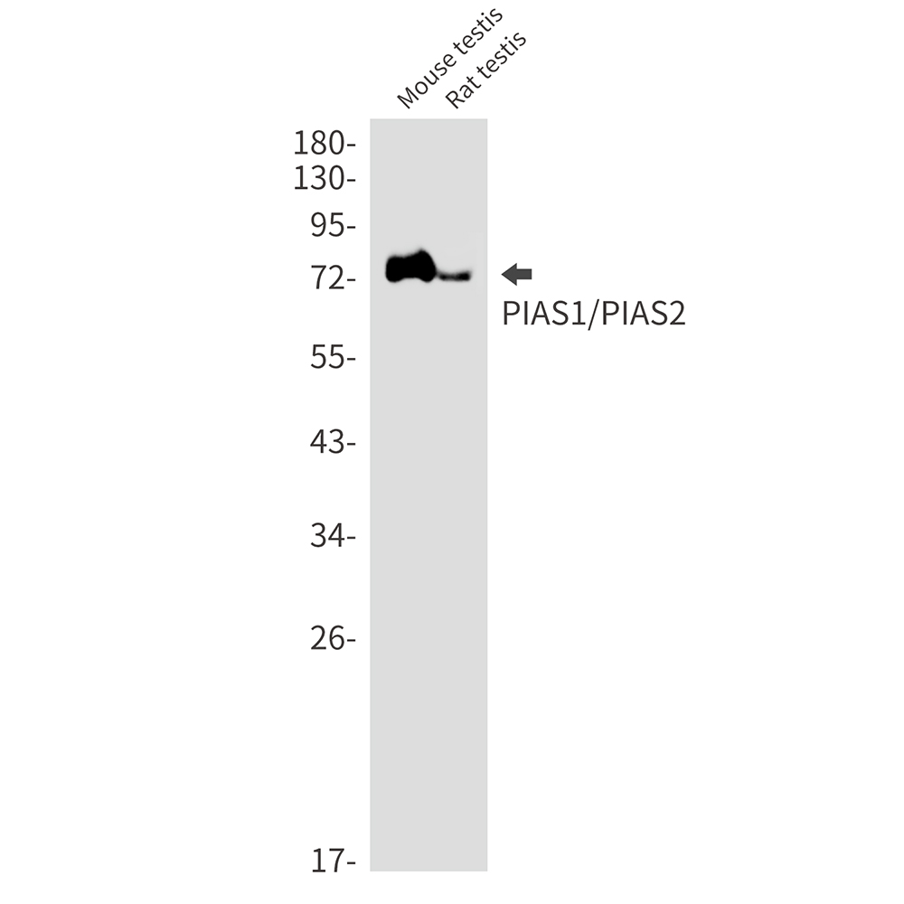 Rabbit Monoclonal Antibody to PIAS1/2