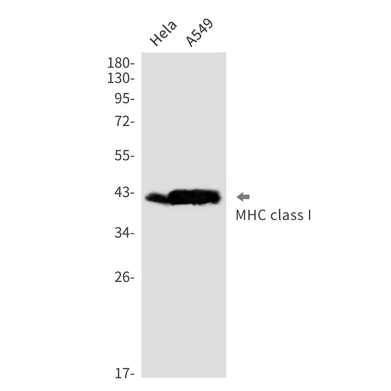 Rabbit Monoclonal Antibody to MHC Class I