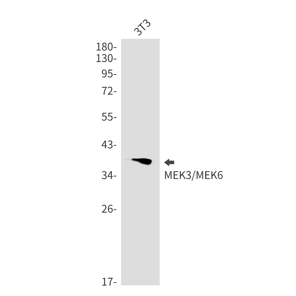 Rabbit Monoclonal Antibody to MEK3/MEK6