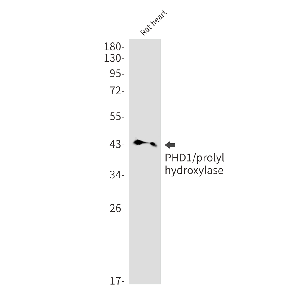 Rabbit Monoclonal Antibody to PHD1