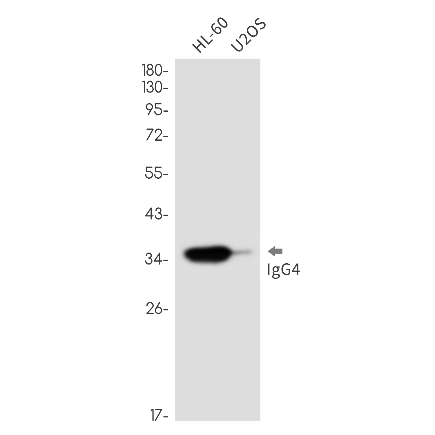Rabbit Monoclonal Antibody to Human IgG4