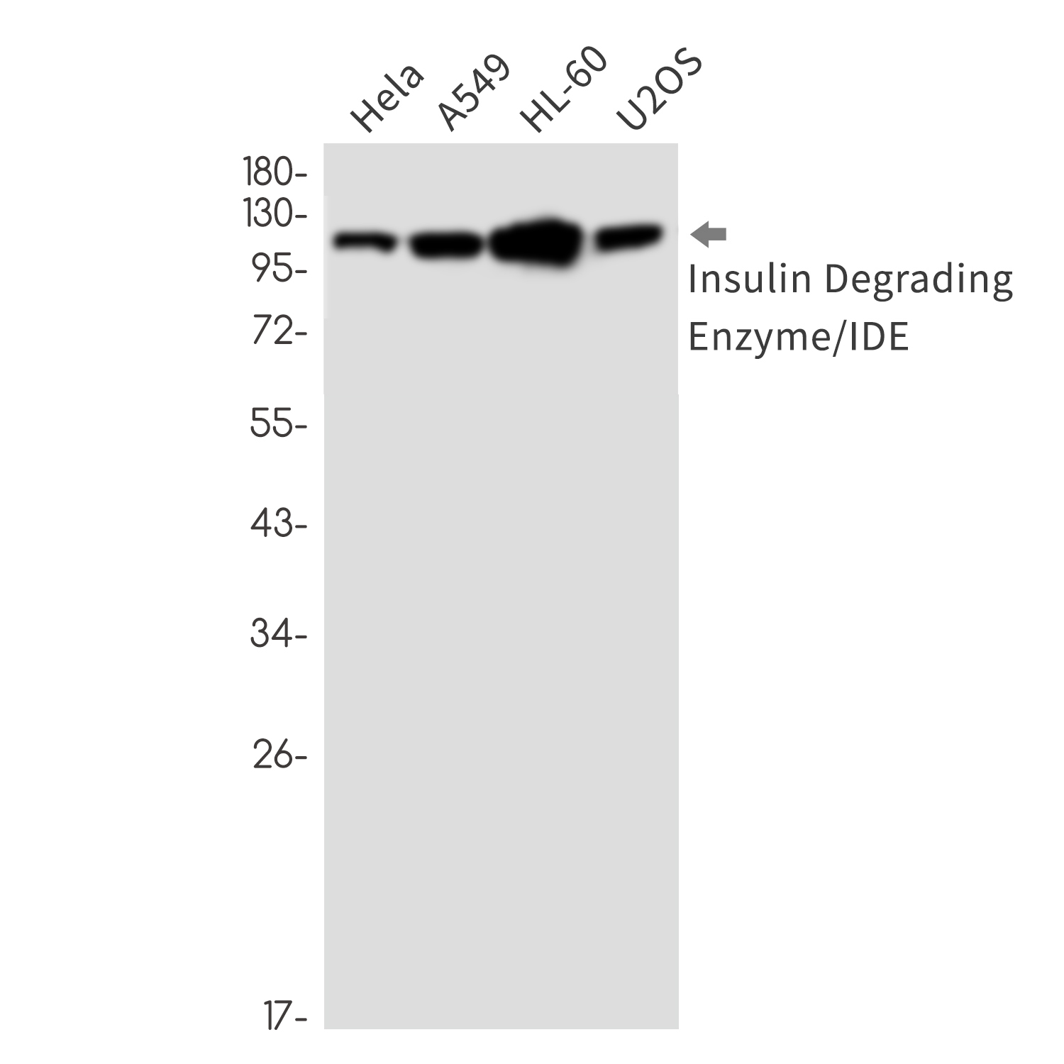 Rabbit Monoclonal Antibody to Insulin Degrading Enzyme