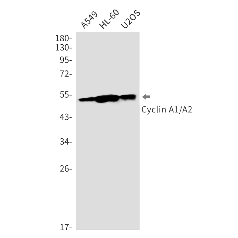 Rabbit Monoclonal Antibody to Cyclin A1/A2
