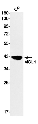 Rabbit Monoclonal Antibody to MCL1