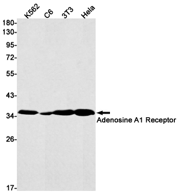 Rabbit Monoclonal Antibody to Adenosine A1 Receptor