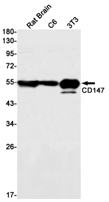 Rabbit Monoclonal Antibody to CD147