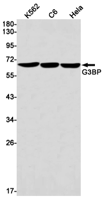 Rabbit Monoclonal Antibody to G3BP