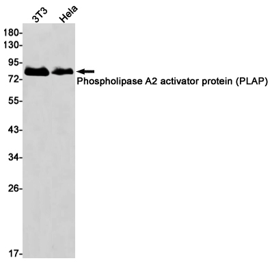 Rabbit Monoclonal Antibody to Phospholipase A2 Activator Protein