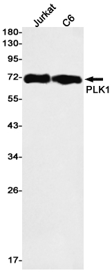 Rabbit Monoclonal Antibody to PLK1