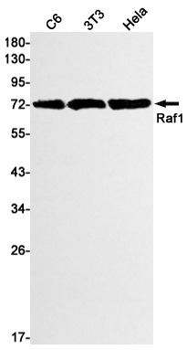 Rabbit Monoclonal Antibody to Raf1