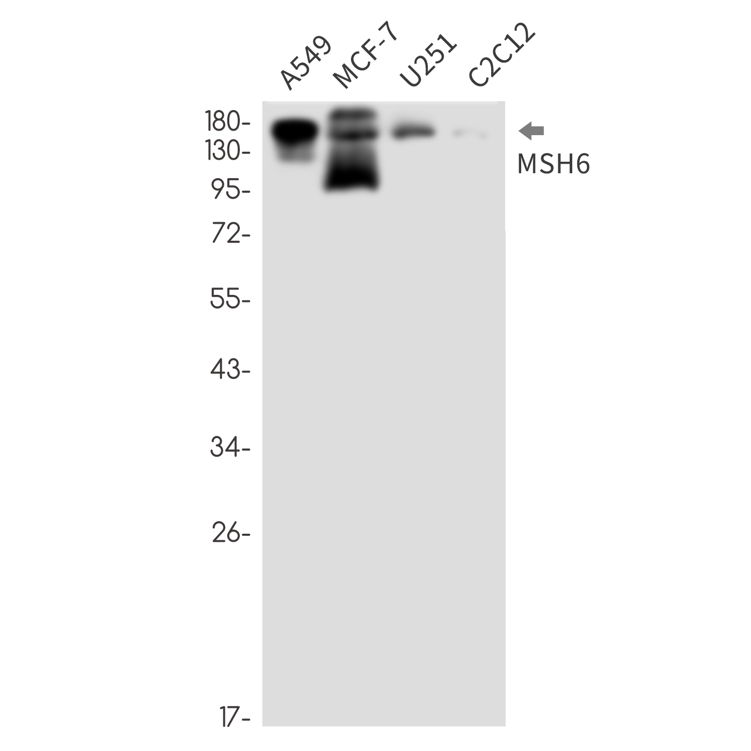 Rabbit Monoclonal Antibody to MSH6