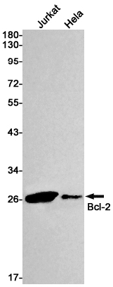 Rabbit Monoclonal Antibody to Bcl2