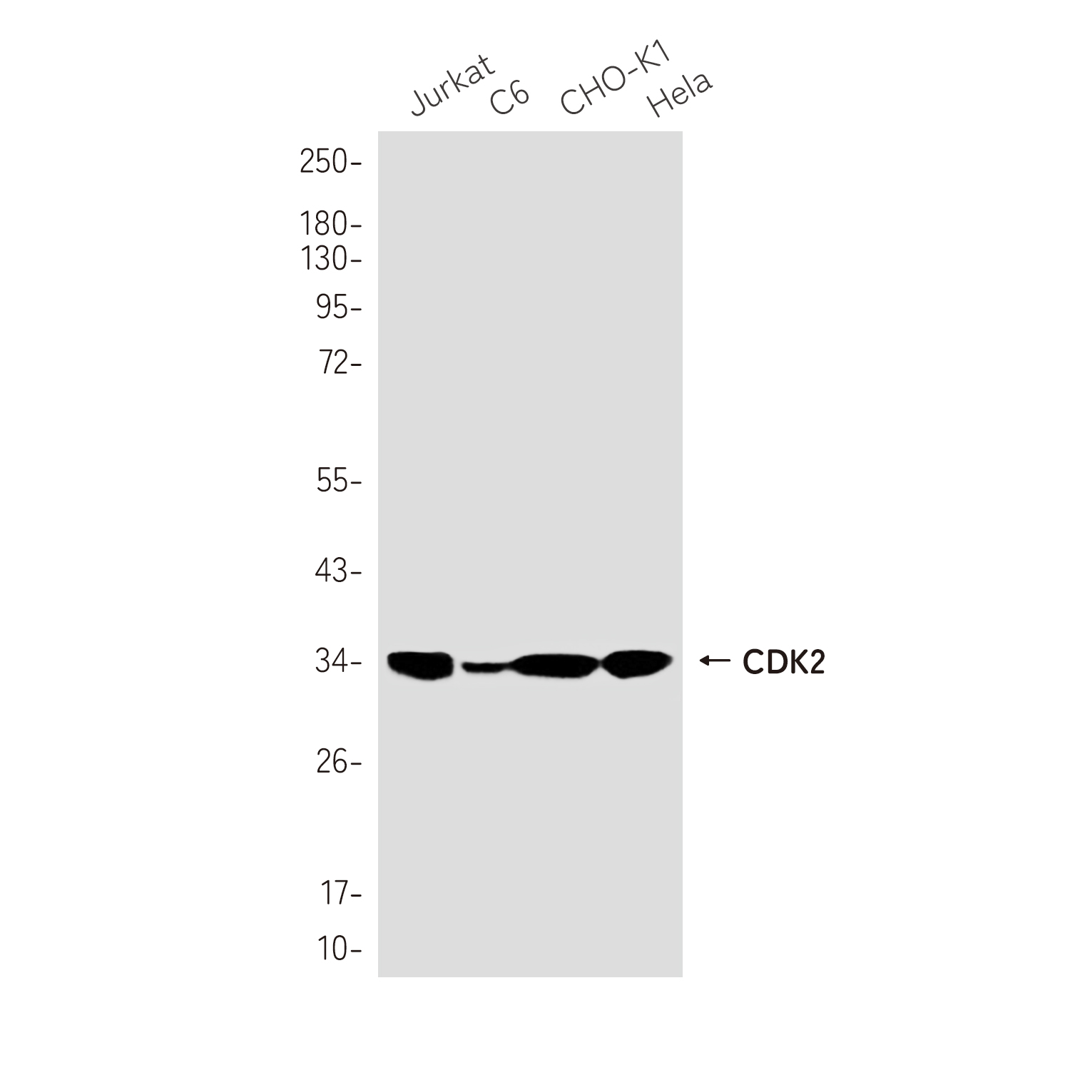 Rabbit Monoclonal Antibody to CDK2