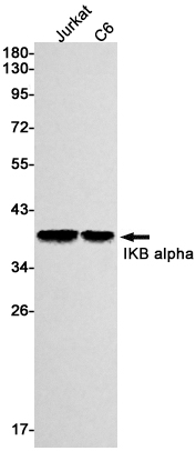 Rabbit Monoclonal Antibody to IKB alpha