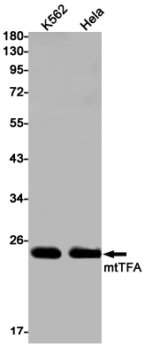 Rabbit Monoclonal Antibody to mtTFA