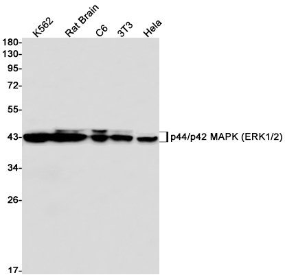 Rabbit Monoclonal Antibody to ERK1/2