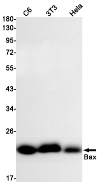 Rabbit Monoclonal Antibody to Bax