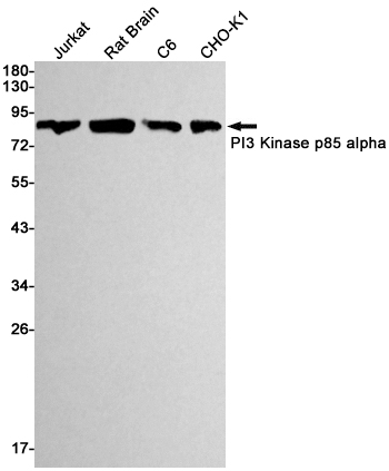 Rabbit Monoclonal Antibody to PI3 Kinase p85 alpha
