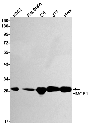 Rabbit Monoclonal Antibody to HMGB1