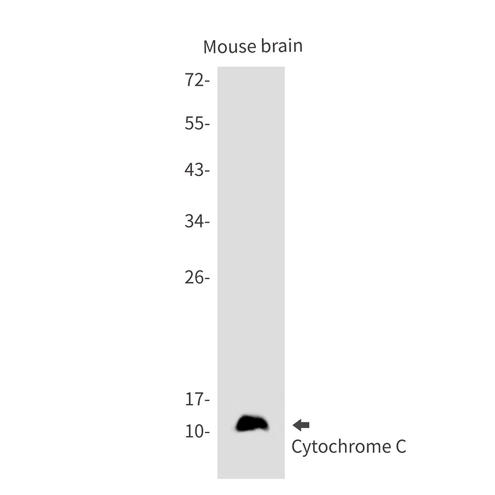 Rabbit Monoclonal Antibody to Cytochrome C