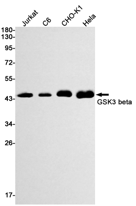 Rabbit Monoclonal Antibody to GSK3 beta