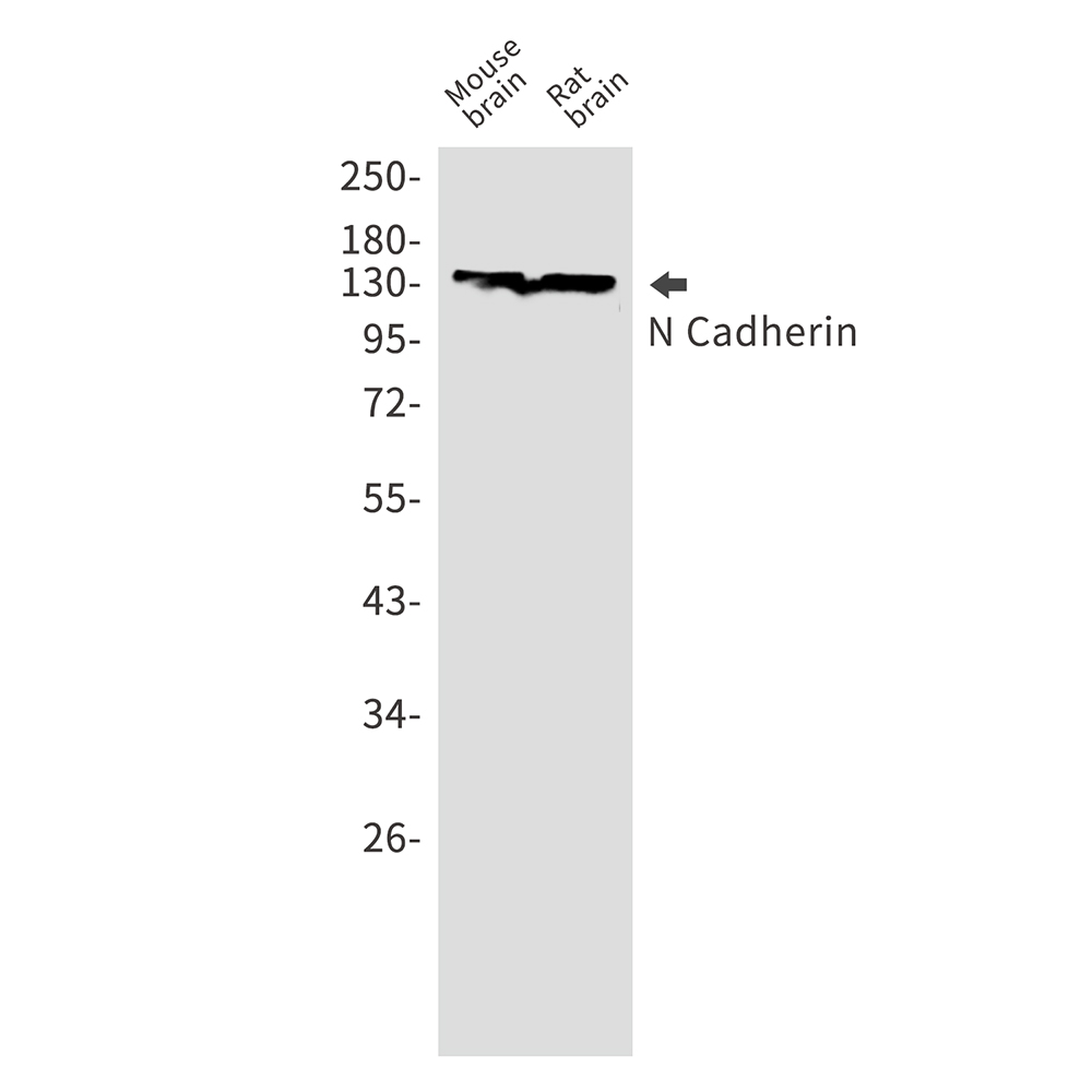 Rabbit Monoclonal Antibody to N Cadherin