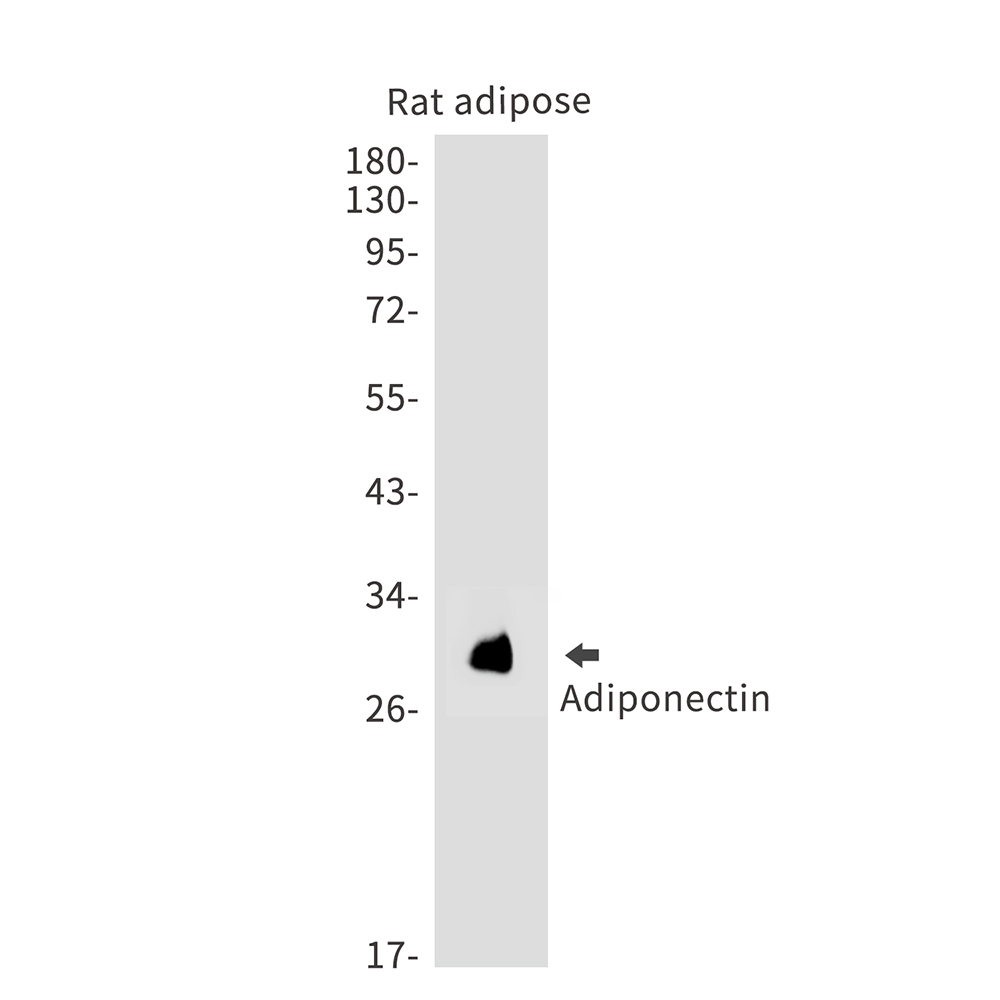 Rabbit Monoclonal Antibody to Adiponectin