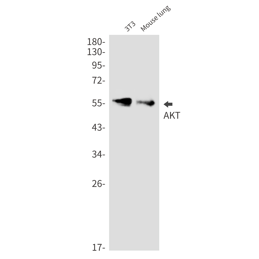 Rabbit Monoclonal Antibody to AKT