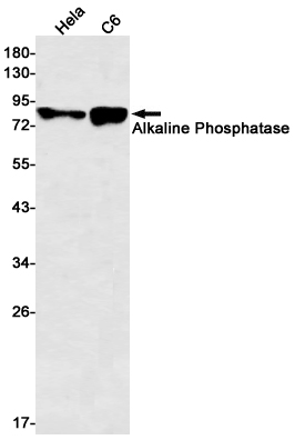 Rabbit Monoclonal Antibody to Alkaline Phosphatase