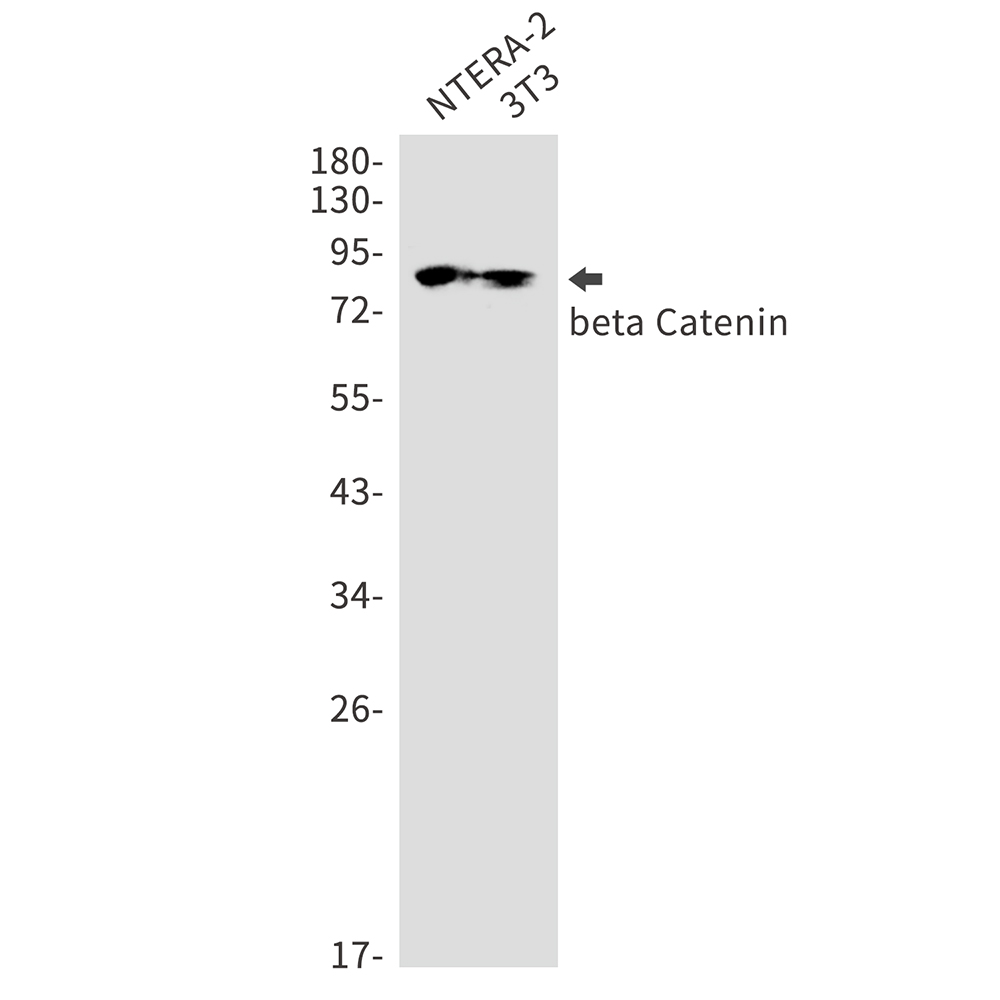 Rabbit Monoclonal Antibody to beta Catenin