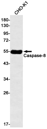 Rabbit Monoclonal Antibody to Caspase 8