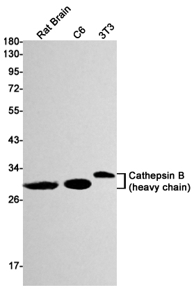 Rabbit Monoclonal Antibody to Cathepsin B