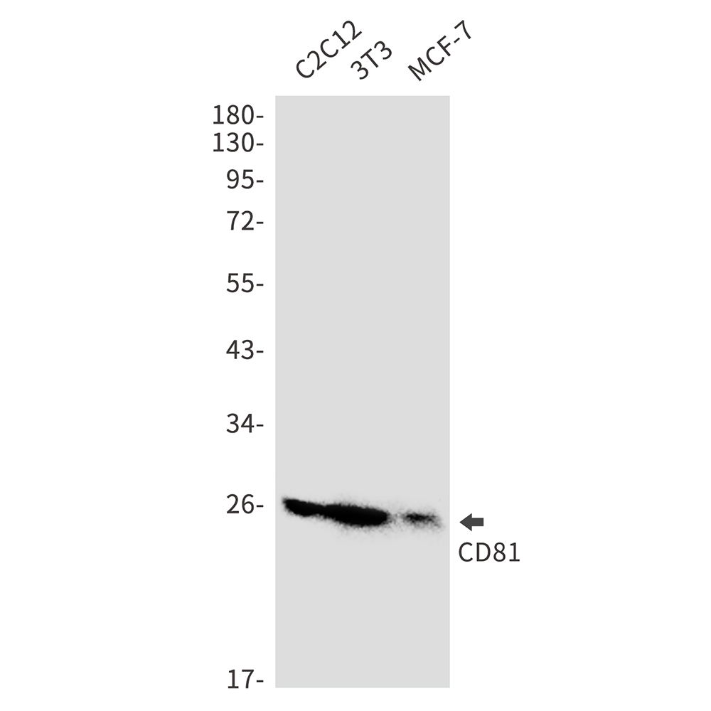 Rabbit Monoclonal Antibody to CD81