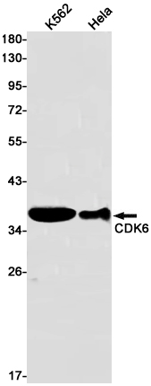 Rabbit Monoclonal Antibody to CDK6