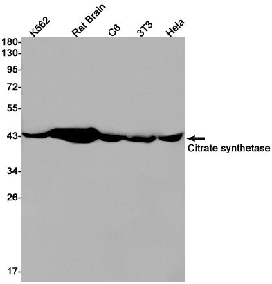 Rabbit Monoclonal Antibody to Citrate Synthetase
