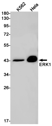 Rabbit Monoclonal Antibody to ERK1