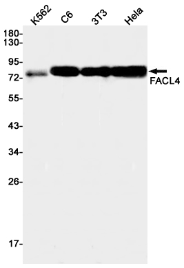 Rabbit Monoclonal Antibody to FACL4