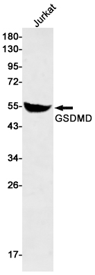 Rabbit Monoclonal Antibody to GSDMD