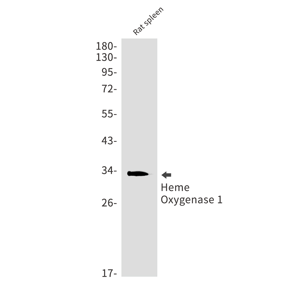 Rabbit Monoclonal Antibody to Heme Oxygenase 1