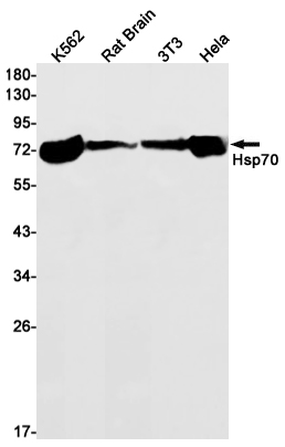 Rabbit Monoclonal Antibody to Hsp70 1B