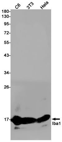Rabbit Monoclonal Antibody to Iba1