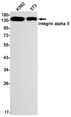 Rabbit Monoclonal Antibody to Integrin alpha 5
