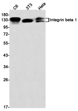 Rabbit Monoclonal Antibody to Integrin beta 1